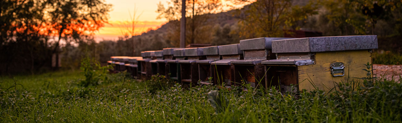 Apicoltura - Azienda Agrituristica Petrilli
