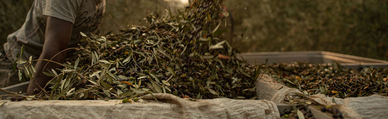 Olio Extravergine di Oliva Biologico - Azienda Agrituristica Petrilli