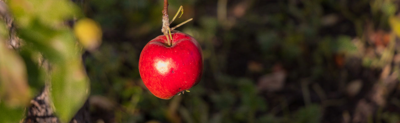 Ortaggi e Frutta - Azienda Agrituristica Petrilli