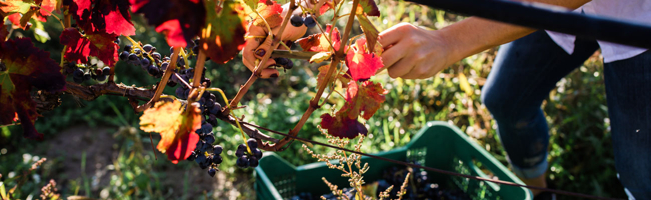 Vino Biologico - Azienda Agrituristica Petrilli