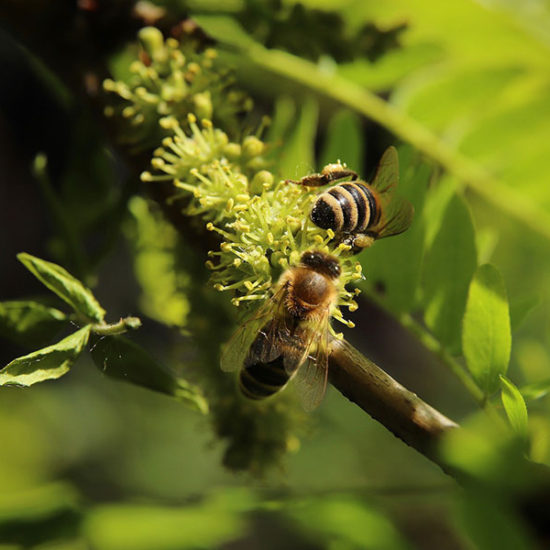 Le proprietà del polline, ottimo integratore alimentare - Azienda Agrituristica Petrilli