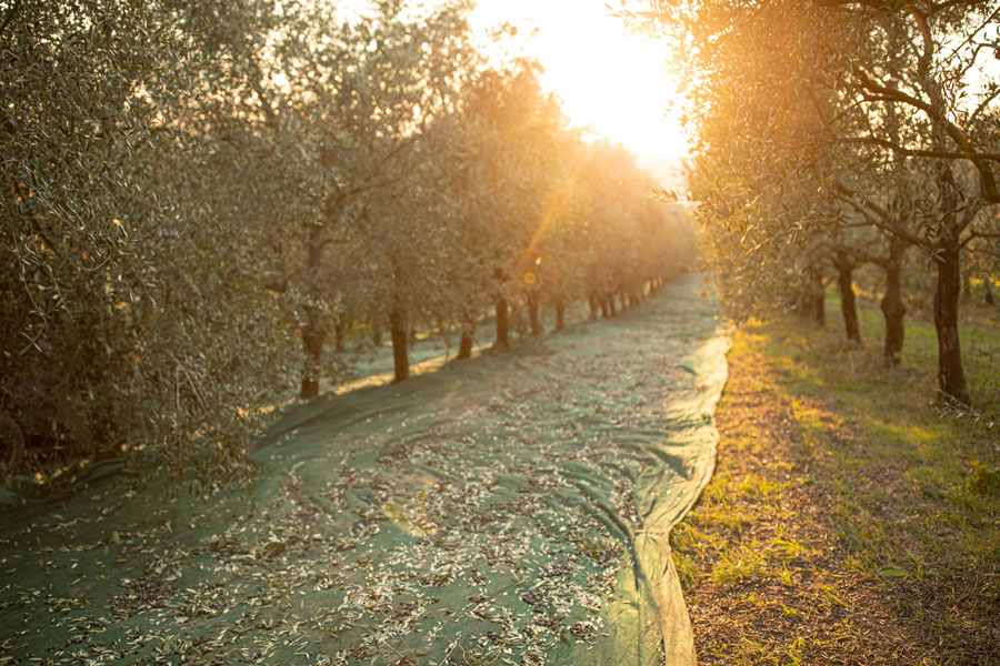 Proprietà e benefici dell’olio extravergine di oliva - Azienda Agrituristica Petrilli